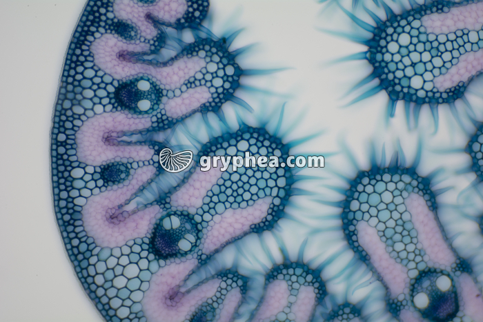 Feuille d'Oyat CT x40 - gryphea.com